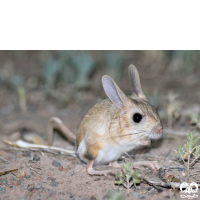 راسته جوندگان ORDER RODENTIA